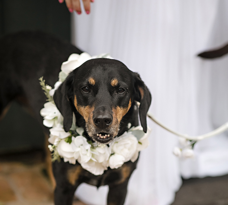 Dog with flower wreath collar
